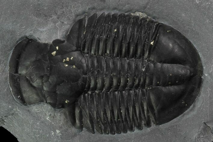 Asaphiscus Trilobite Molt - Wheeler Shale, Utah #97172